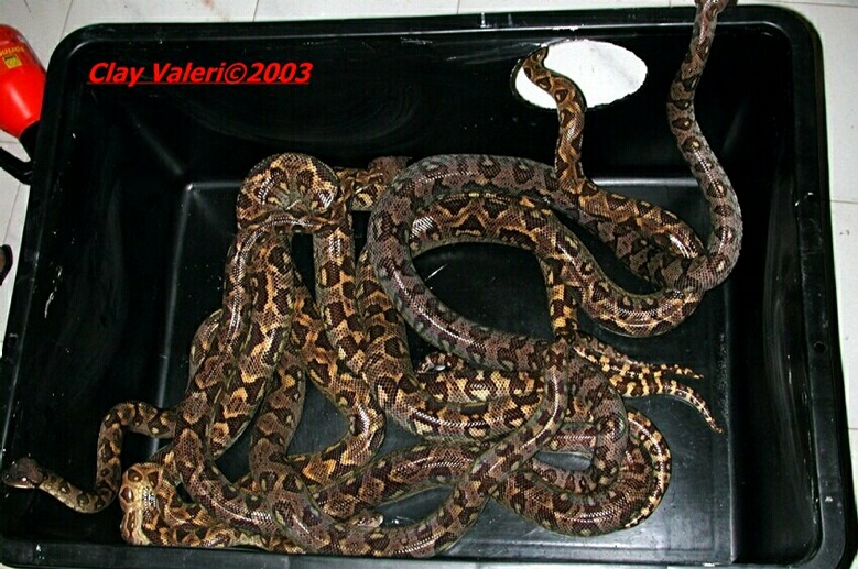 Sanzinia group