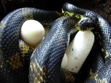 Russian Rat` eggs