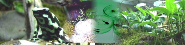 AuratusPan