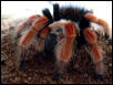 B.boehmei
