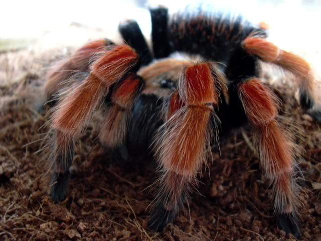 B.boehmei