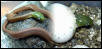 Boiga2pics