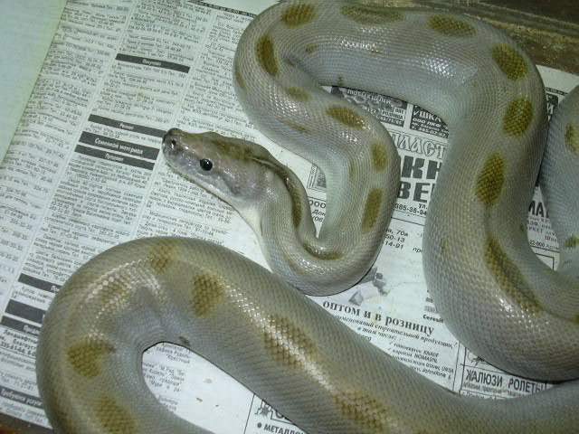 green burm