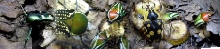 Panorama beetles