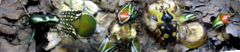 Panorama beetles