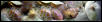 Albs hatching