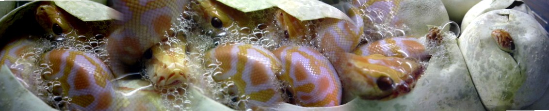 Albs hatching