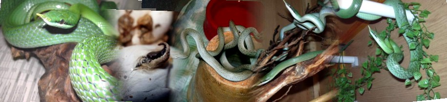 GuttataPan