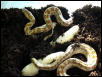 Situla eggs