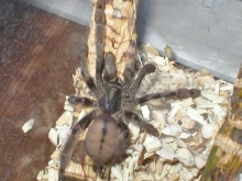 Psalmopeous cambridgei