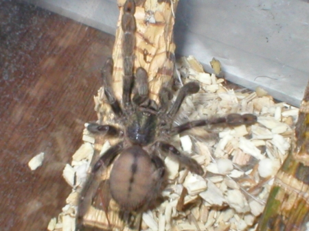 Psalmopeous cambridgei