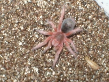 Grammastola rosea