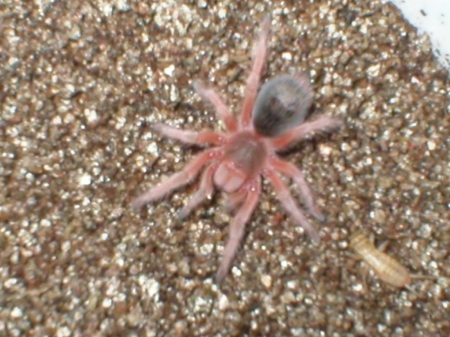 Grammastola rosea