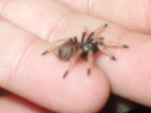 Chromatopelma cyaneopubescens