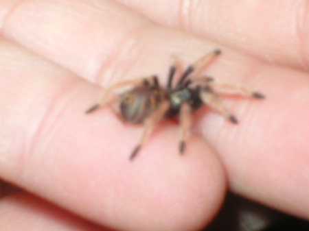 Chromatopelma cyaneopubescens