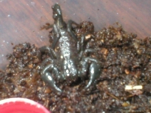 Pandinus imperator
