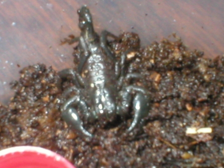 Pandinus imperator