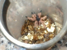 Avicularia avicularia