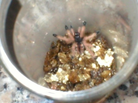 Avicularia avicularia