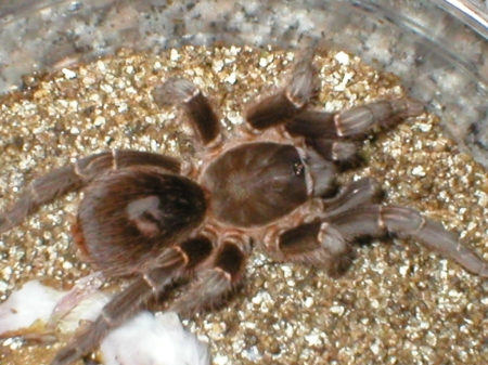 Aphonopelma seemanni