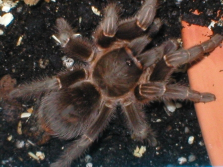 Aphonopelma seemanni