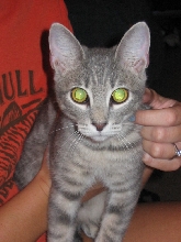 Azizia