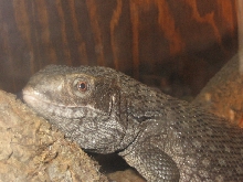 Raul Duke close up