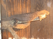 Raul Duke basking