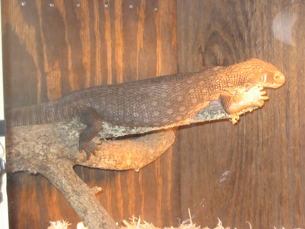 Raul Duke basking