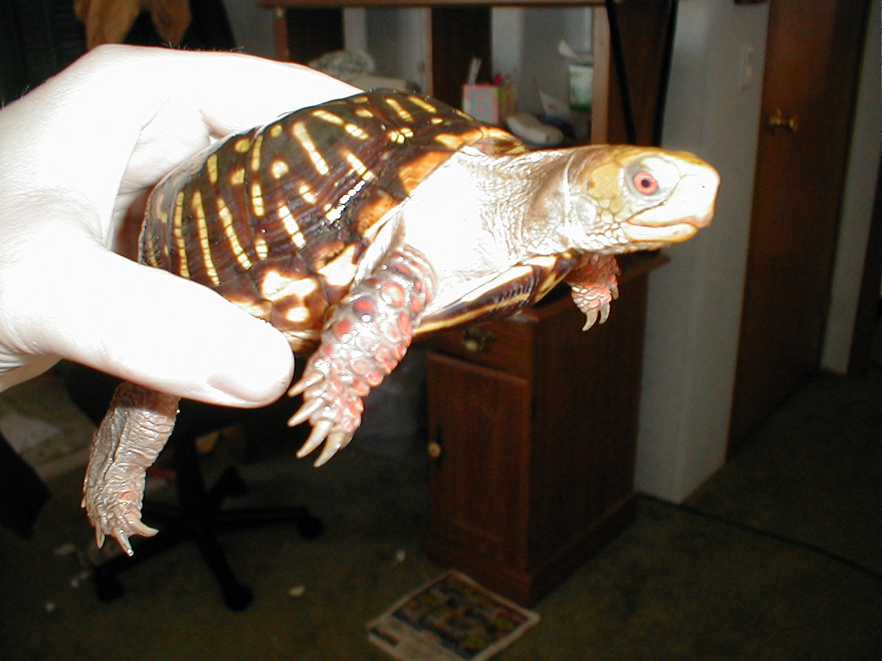 turtle