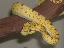 Yearling GTP (Aru)