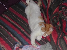 Koenig Kitty