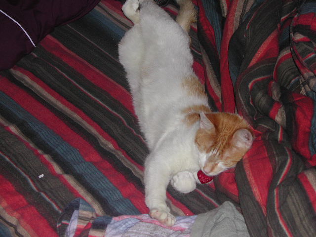 Koenig Kitty