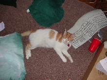 Koenig the Computer Wiz