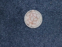 Baby Dragon's Second Clutch