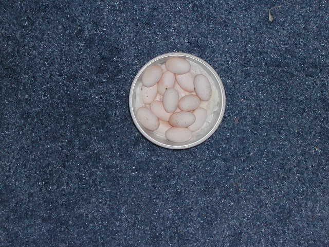 Baby Dragon's Second Clutch