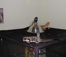 Can you find all the different animals in the Pic