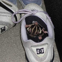 Small shoe gnomes.