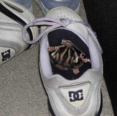 Small shoe gnomes.