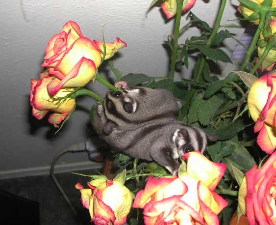 Roses smell good!