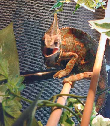 Fred
