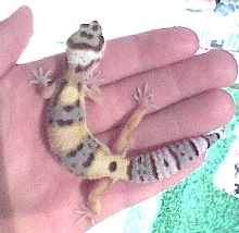 hand gek