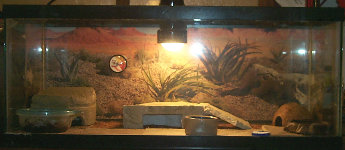 New tank(20 gal)