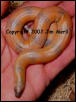 new born johni