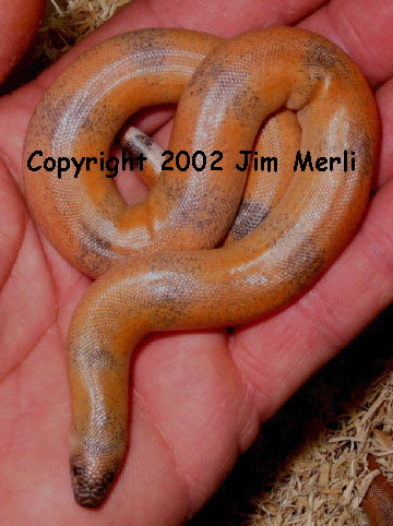 new born johni