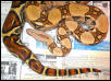 Ronee white colombian boa