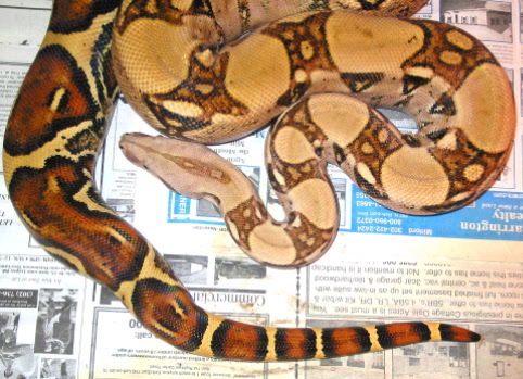 Ronee white colombian boa