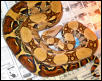 Ronee white colombian boa