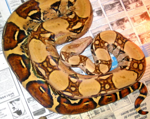 Ronee white colombian boa