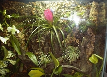 20 extra tall vivarium